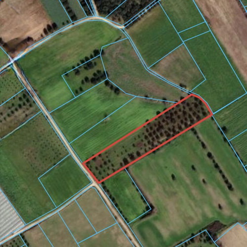 OLIVE GROVE Opportunity FOR SALE IN MANOLADA