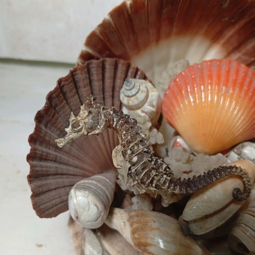 Decorative composition with natural seashells and seahorse like new