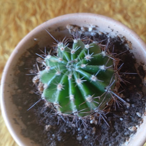 Echinopsis cactus in ceramic pot new