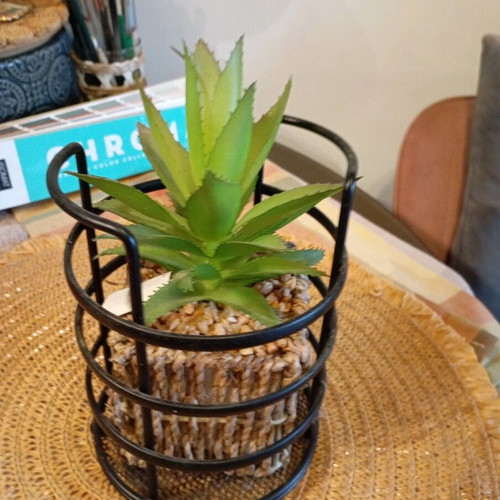 Decorative plant in seaweed new, together