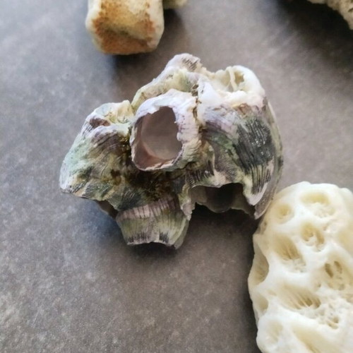 Rare rocks used, pack of 7 pieces, coral from Sri Lanka