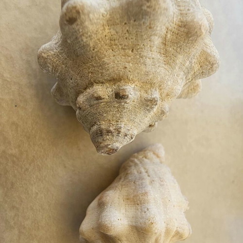 Fossil shells like new, jar with 27 pieces