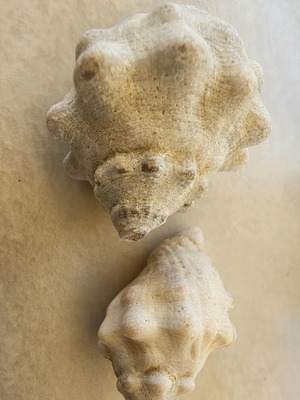 Fossil shells like new, jar with 27 pieces