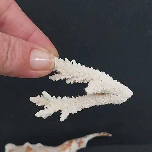 Collection of Exotic Seashells and Corals like new, 11 natural specimens