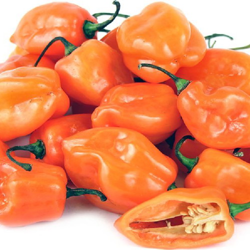 Habanero Orange hot pepper seeds, pack of 25