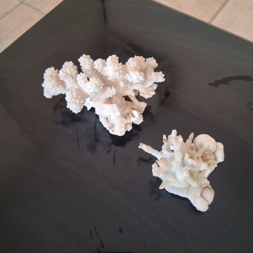 Japanese coral like new, marine