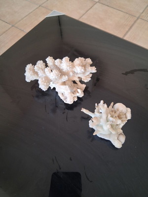 Japanese coral like new, marine