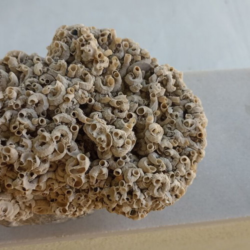 Large Collector's Marine Rock Rapiali 3+ Kg with Ficopomatus Colony