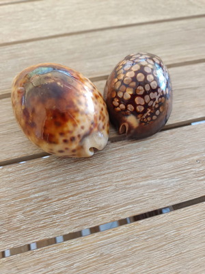Mauritia Mauritiana Collectible Seashells Set of 2 Large
