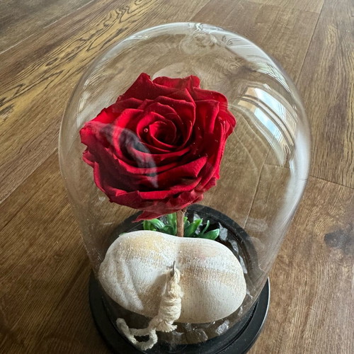 Forever rose used, red