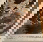  Εγκυκλοπαιδικές ιστορίες ΙΟΝ,μερμηγκοπολιτεια
