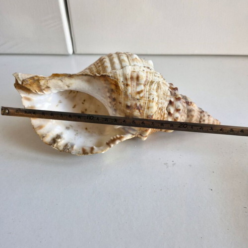 Triton shell large 23 cm like new