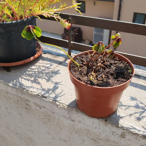 Oxalis four-leaf clover indoor plant in plastic pot