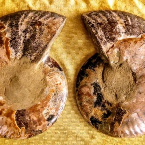 Ammonite fossil like new, 16x16x4 cm, polished