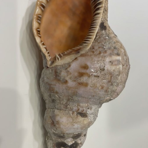 Triton Shell 22 cm new, unprocessed