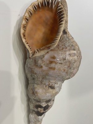 Triton Shell 22 cm new, unprocessed
