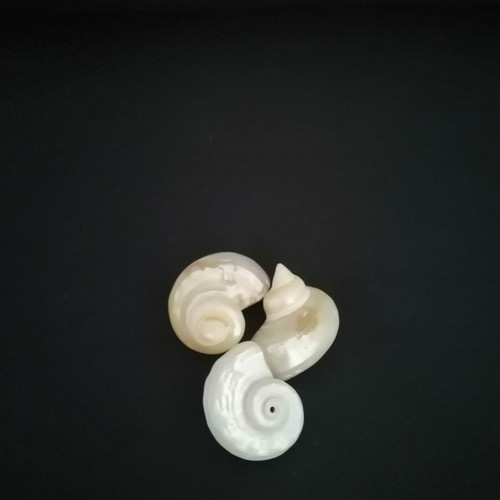 Polished seashells with iridescent pearl surface