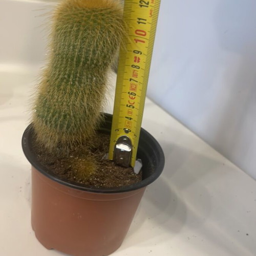 Cleistocactus 12cm height with baby cactus new