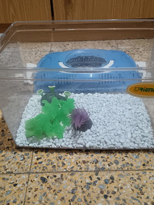 Aquarium like new with gravel and decorations 31×19×20 cm