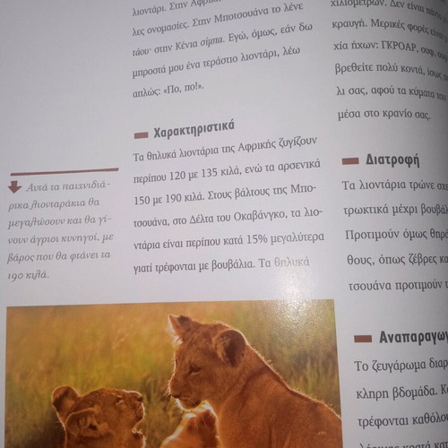 Wild Animals Lions new book 38 pages