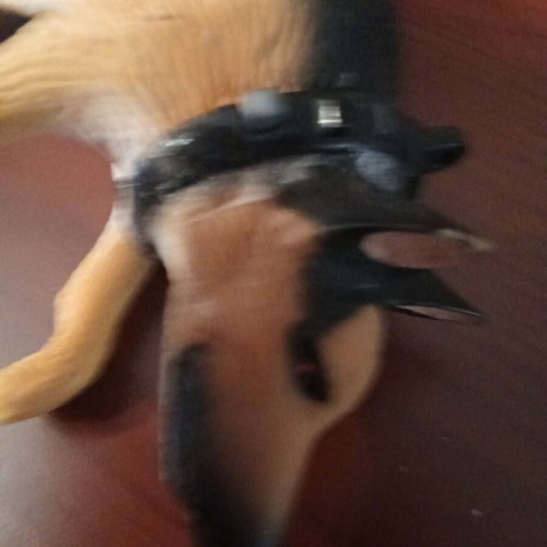 Playmobil dog used in excellent condition