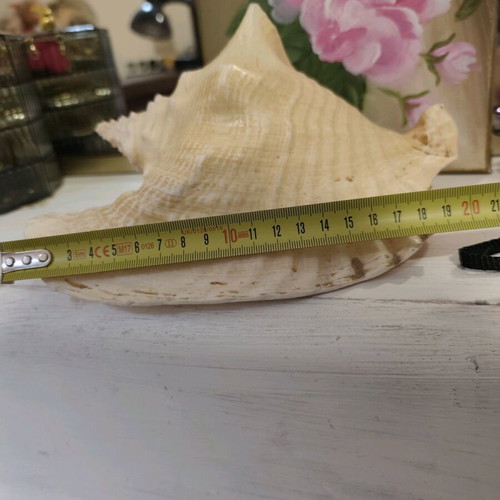 Large natural shell like new