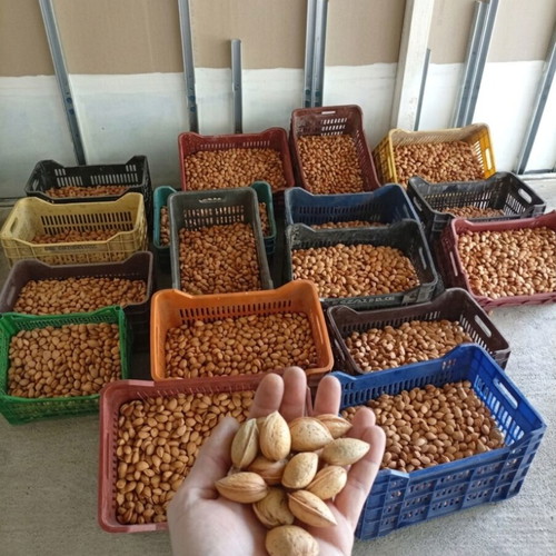 Tuono variety almonds fresh production with shell