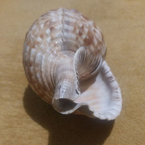 Natural shell used, 24 cm long with damage