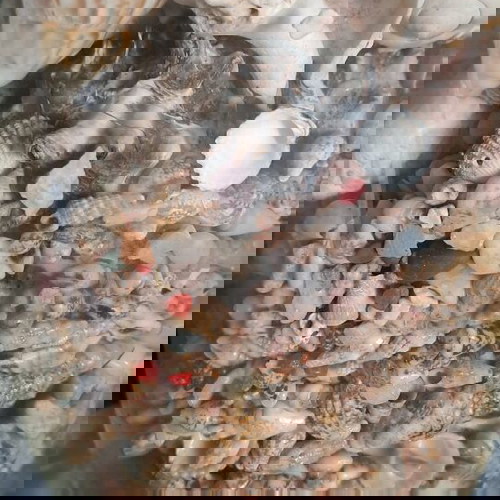 Βάζο με κοχυλάκια και αληθινά κοχύλια σε άριστη κατάσταση