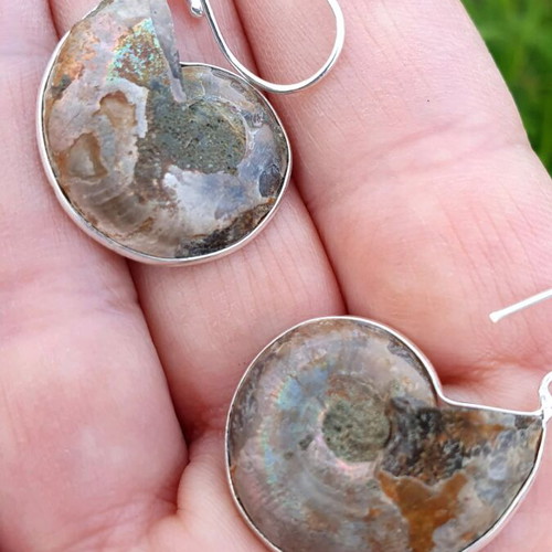 Ammonite slice earrings new, silver plated 925 sterling