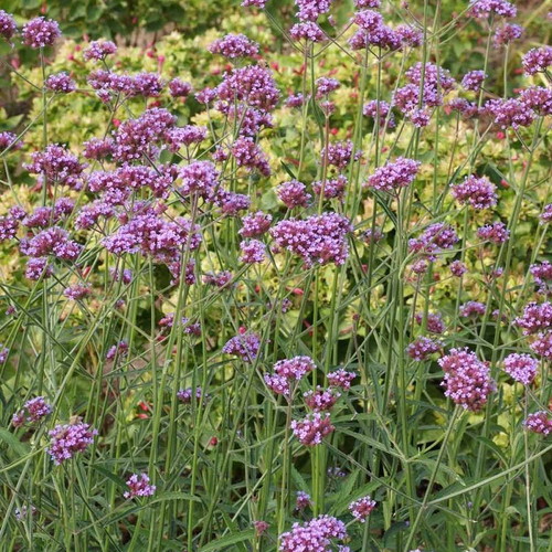 Verbena Purpletop Vervain perennial ornamental plant seeds, 30 pcs