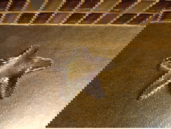 Swarovski Αστερίας