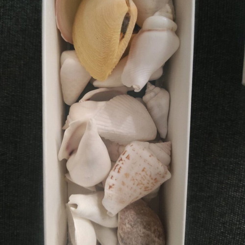 Natural coral and shells from Zanzibar made to order