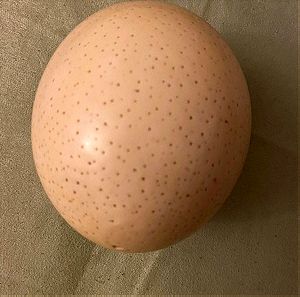 αυγό στρουθοκαμήλου