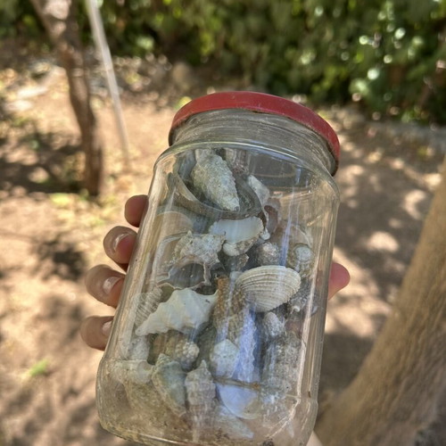 Seashells like new