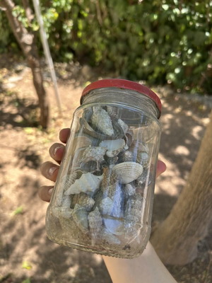 Seashells like new
