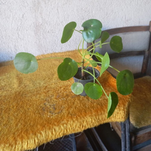 Pilea peperomioides indoor plant like new, Chinese money plant