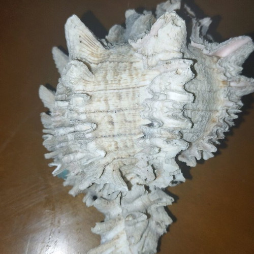Shell 13cm used with pink beige gray colors