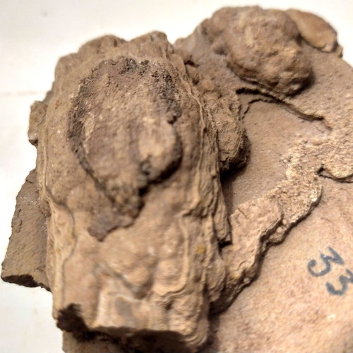 Silicified Hemispherical Stromatolite from Brazil, Precambrian