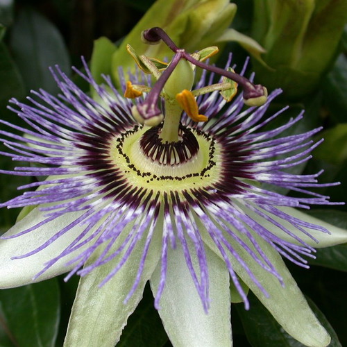 Passiflora Incarnata climbing plant seeds, 10 pcs
