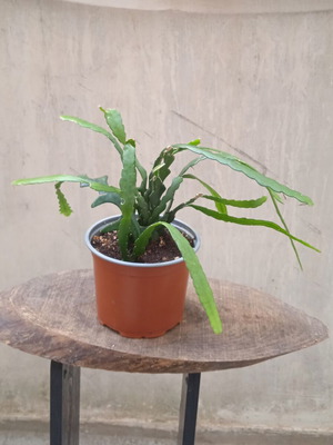 Παχύφυτο Ric Rac Cactus σε γλαστράκι φυτωρίου, 12 εκ.