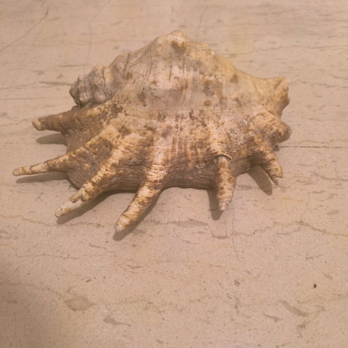 Natural shell used in good condition