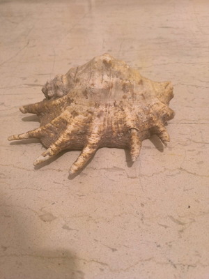 Natural shell used in good condition