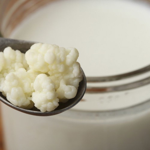 Kefir organic grains 10g new