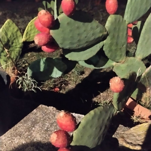 Prickly Pear Cactus in Pot, Like New, Medium Size 0.8m-1m Height