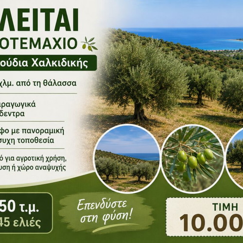 Agricultural land with olive trees 1,250 m² in Psakoudia Halkidiki