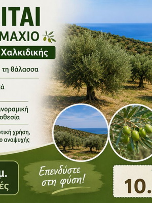 Agricultural land with olive trees 1,250 m² in Psakoudia Halkidiki