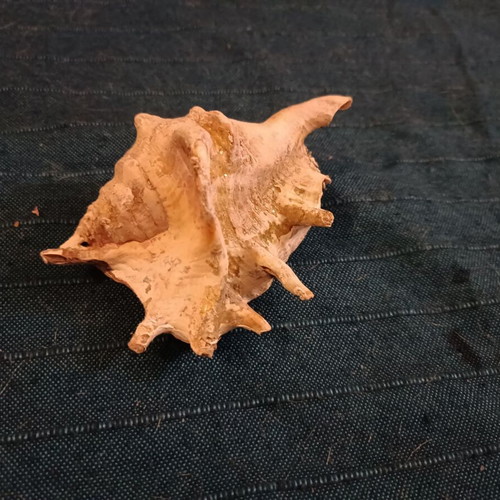 Κοχύλι Lambis truncata σαν καινούργιο
