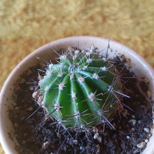 Echinopsis cactus in ceramic pot new