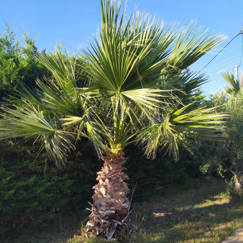 Palm trees new, set of 2, 3 meters tall